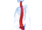 spinal-disk